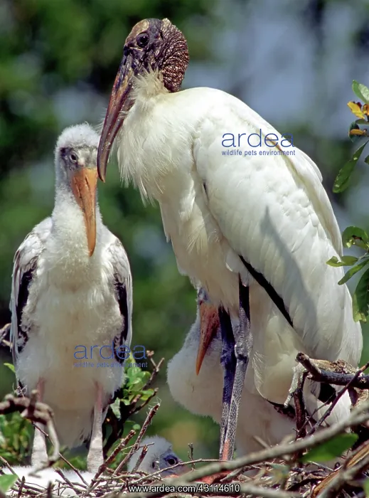 : Wood Storks : Wood Storks