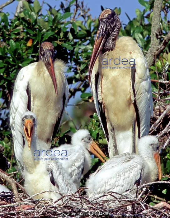 : Wood Storks : Wood Storks