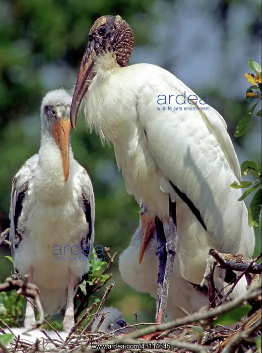 : Wood Storks : Wood Storks