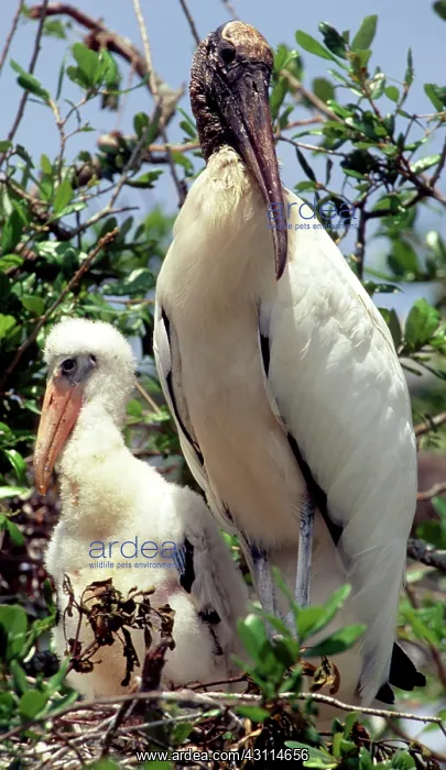 : Wood Storks : Wood Storks