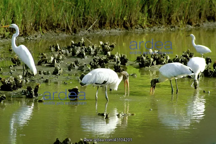 : Wood Storks and Great Egrets Feeding : Wood Storks and Great Egrets Feeding