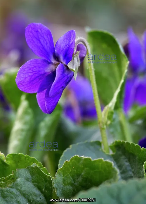 : Wood / Sweet Violet : Wood / Sweet Violet