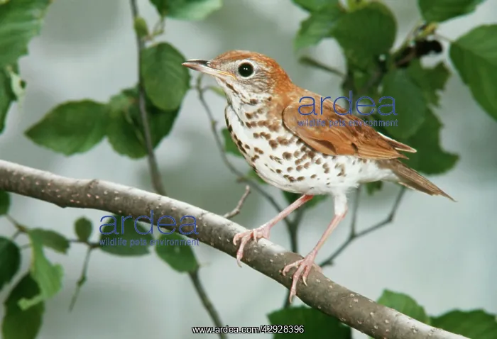 : WOOD THRUSH : WOOD THRUSH