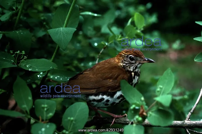 : Wood Thrush : Wood Thrush