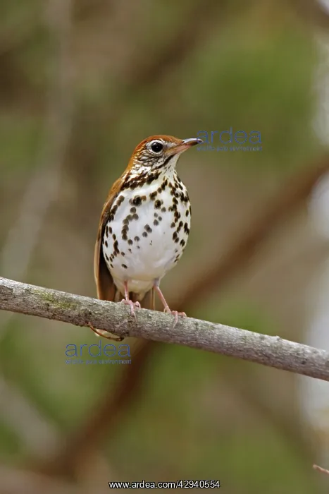  : Wood Thrush