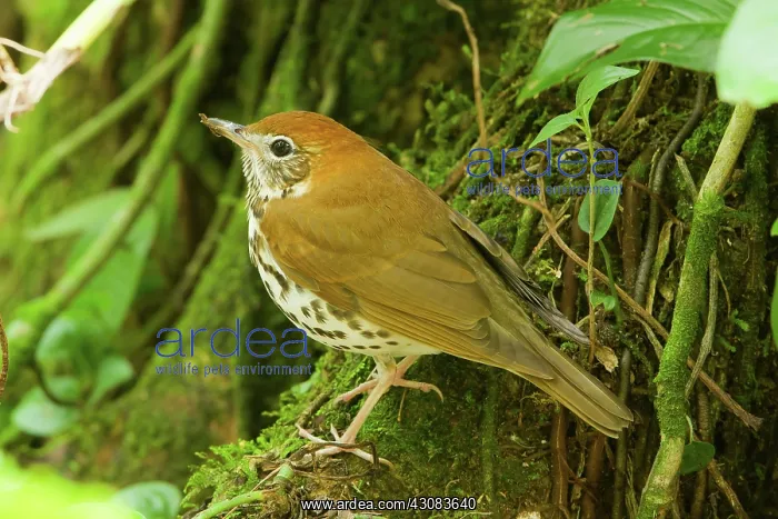 : Wood Thrush : Wood Thrush