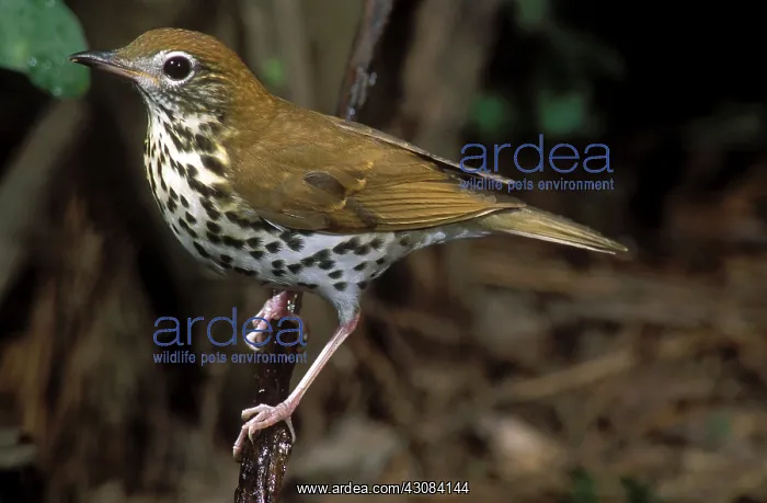 : Wood Thrush : Wood Thrush