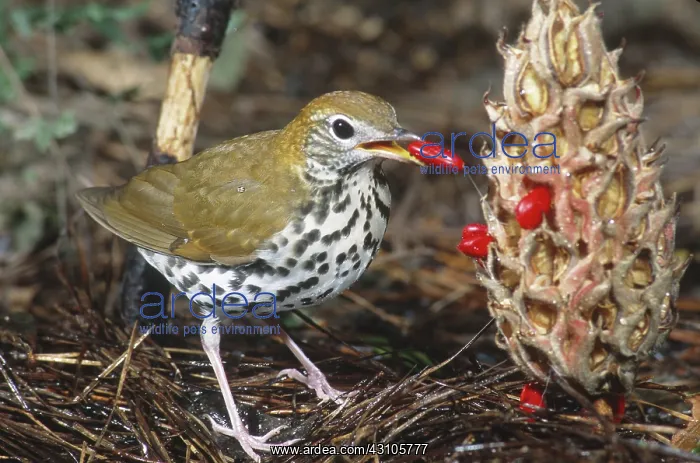 : Wood Thrush : Wood Thrush
