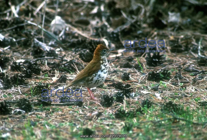  : Wood Thrush - Adult, May