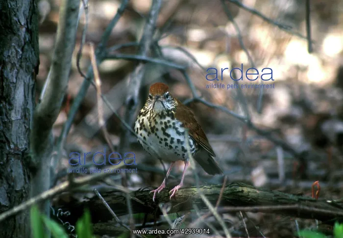: Wood Thrush - Adult, May : Wood Thrush - Adult, May