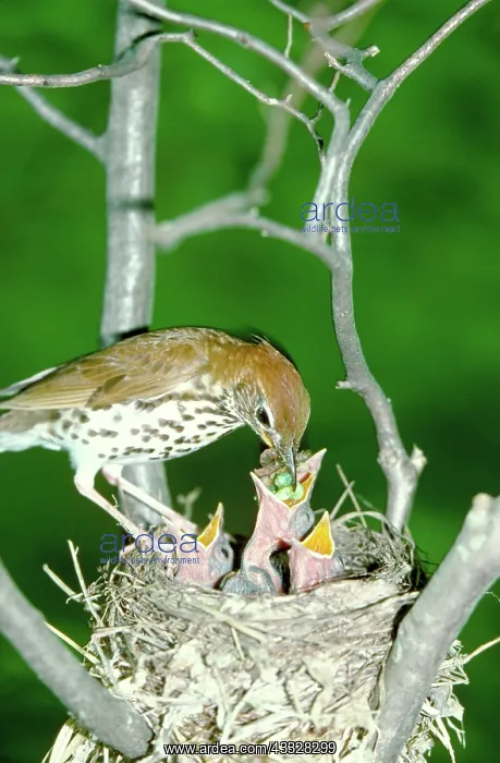 : Wood thrush feeds nestlings : Wood thrush feeds nestlings