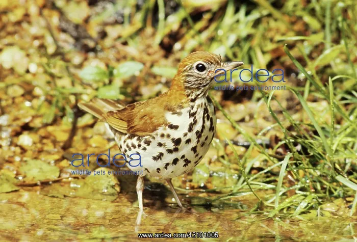 : Wood Thrush (Hylocichla mustelina) : Wood Thrush (Hylocichla mustelina)