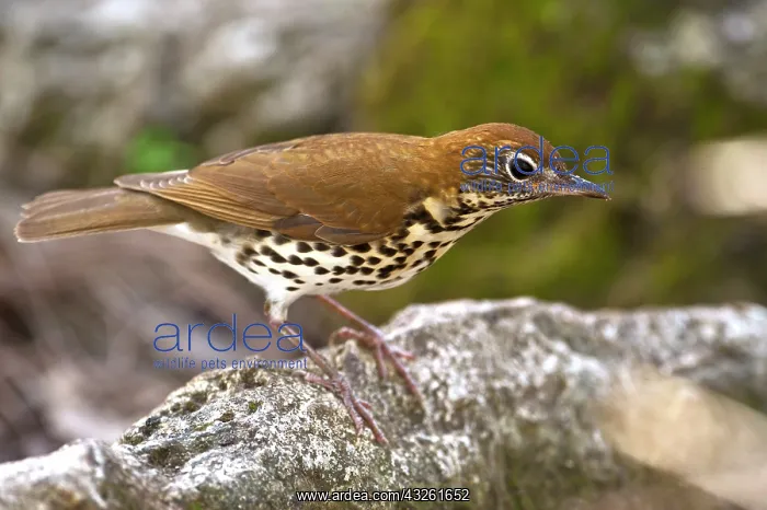 : Wood Thrush (Hylocichla mustelina) Belize : Wood Thrush (Hylocichla mustelina) Belize