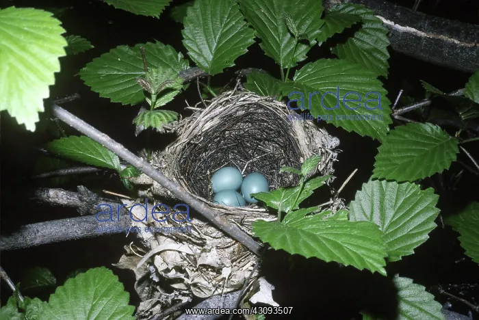 : Wood Thrush Nest : Wood Thrush Nest