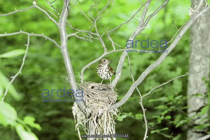 : Wood Thrush at nest : Wood Thrush at nest