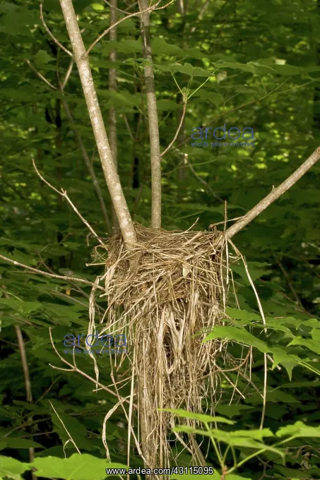 : Wood Thrush Nest : Wood Thrush Nest