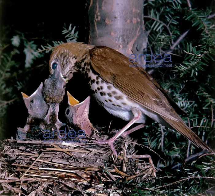 : Wood Thrush - at nest with young : Wood Thrush - at nest with young