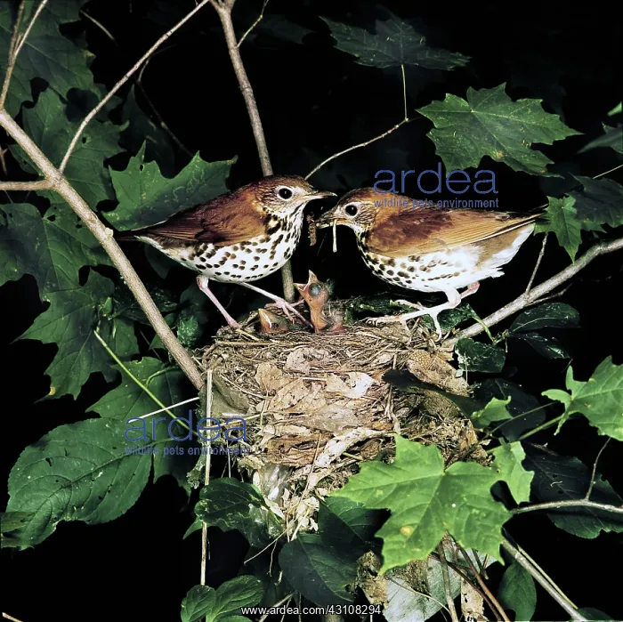 : Wood Thrushes feeding young : Wood Thrushes feeding young