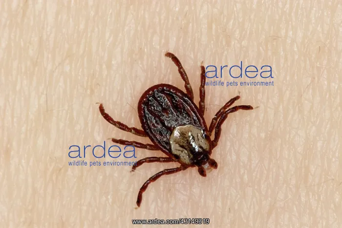 : Wood Tick, also known as a Dog Tick, an American Dog Tick, and a Hard Tick : Wood Tick, also known as a Dog Tick, an American Dog Tick, and a Hard Tick