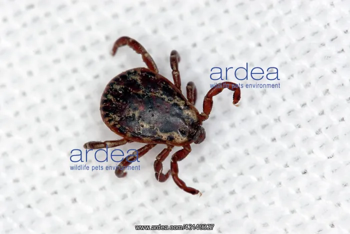 : Wood Tick, also known as a Dog Tick, an American Dog Tick, and a Hard Tick : Wood Tick, also known as a Dog Tick, an American Dog Tick, and a Hard Tick