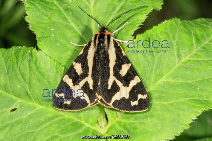 : Wood Tiger (Parasemia plantaginis) male sunbathing : Wood Tiger (Parasemia plantaginis) male sunbathing