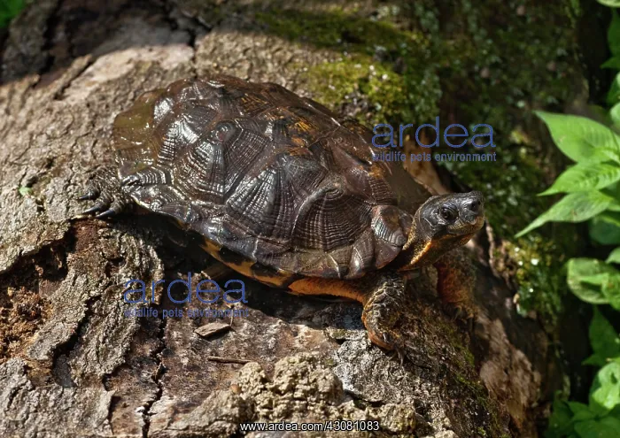 : Wood Turtle : Wood Turtle