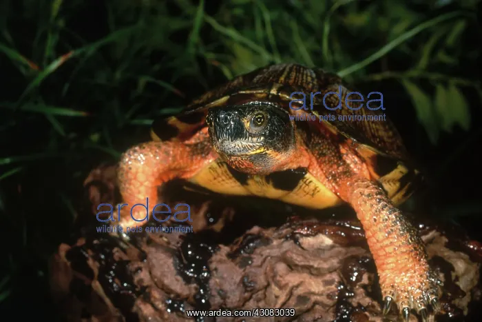 : Wood Turtle : Wood Turtle