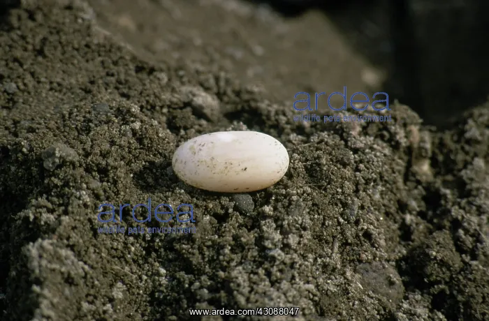 : Wood Turtle Egg : Wood Turtle Egg