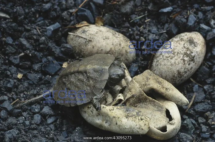 : Wood Turtle Hatching : Wood Turtle Hatching