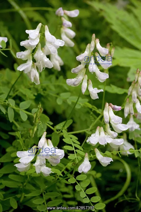 : Wood vetch in flower : Wood vetch in flower