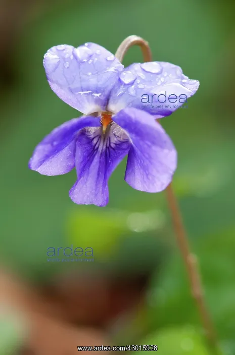  : Wood Violet