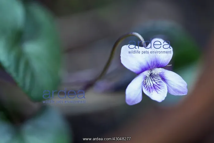 : Wood violet : Wood violet