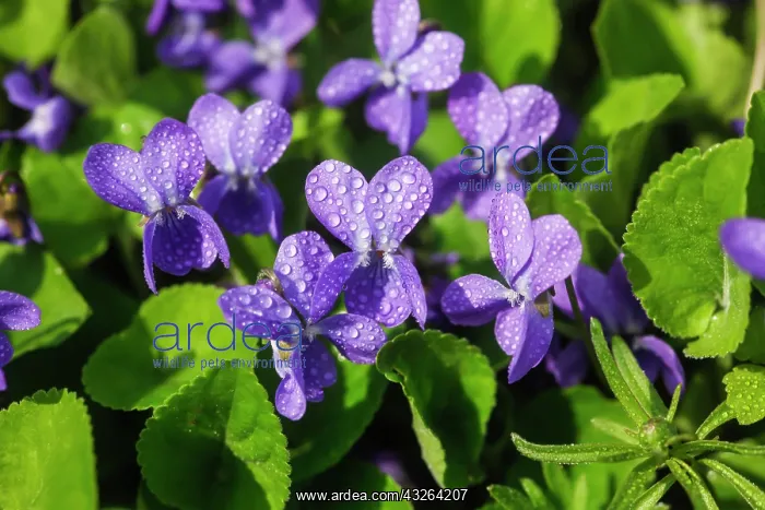 : Wood Violet, Sweet Violet or Garden Violet (Viola : Wood Violet, Sweet Violet or Garden Violet (Viola