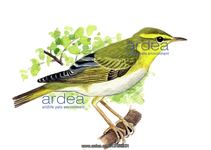: Wood Warbler : Wood Warbler