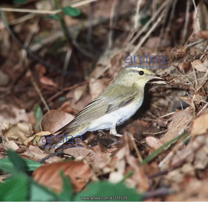 : WOOD WARBLER - on leaves : WOOD WARBLER - on leaves