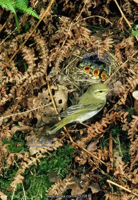 : Wood Warbler - at nest with young : Wood Warbler - at nest with young