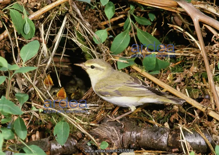 : Wood Warbler - at nest with young : Wood Warbler - at nest with young
