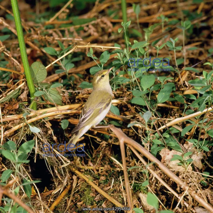 : Wood Warbler - at nest with young : Wood Warbler - at nest with young