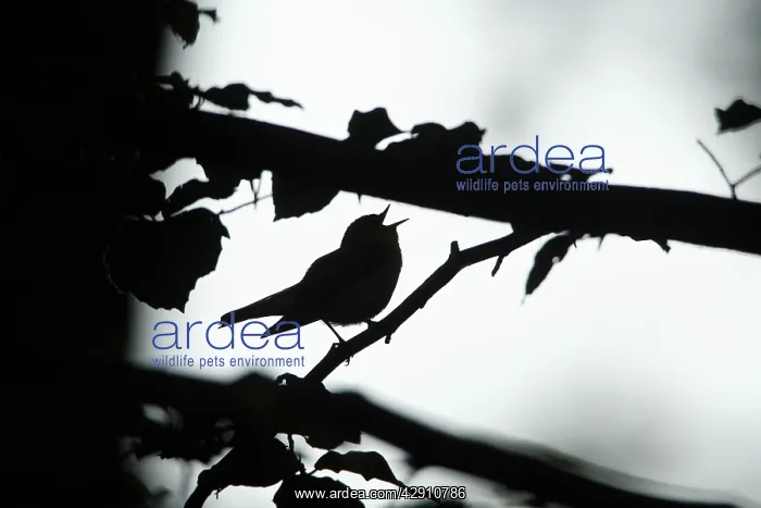 : Wood Warbler - silhouette of bird singing from branch : Wood Warbler - silhouette of bird singing from branch