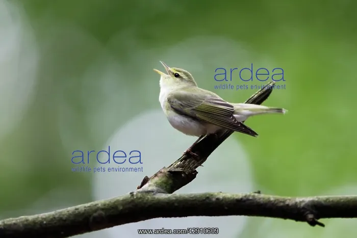 : Wood Warbler - singing from a branch : Wood Warbler - singing from a branch