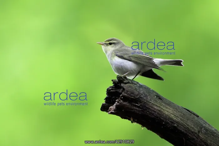: Wood Warbler - singing from a branch : Wood Warbler - singing from a branch