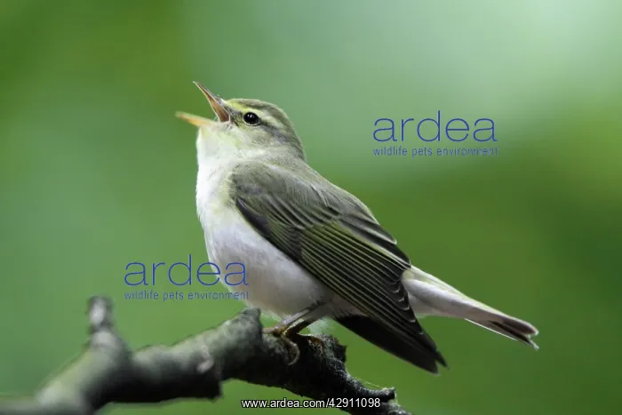 : Wood Warbler - singing from a branch : Wood Warbler - singing from a branch