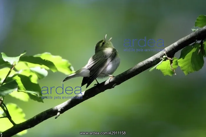: Wood Warbler - singing from a branch : Wood Warbler - singing from a branch