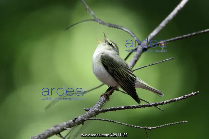 : Wood Warbler - singing from a branch