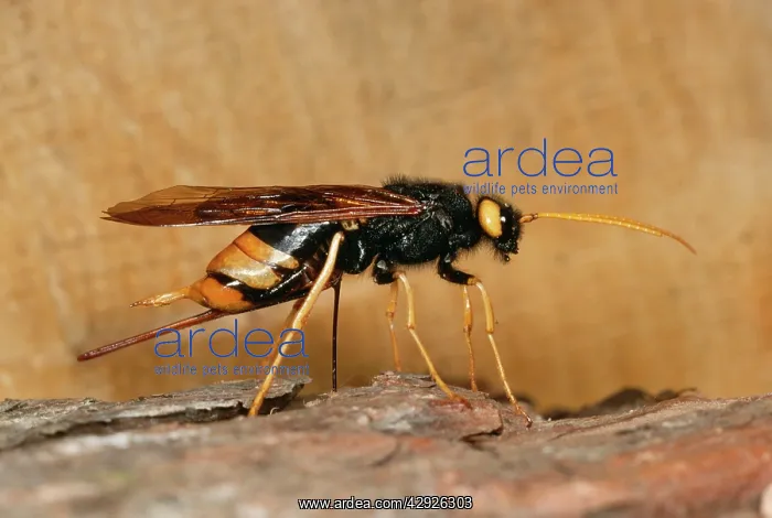  : Wood Wasp  /  Horntail