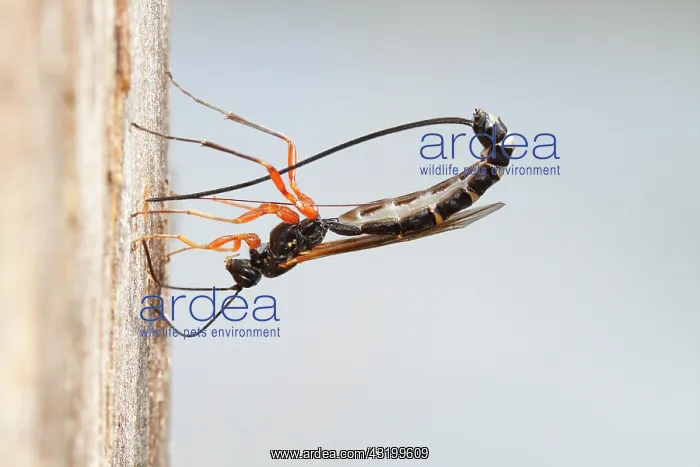 : Wood-wasp (Rhyssa persuasoria), oviposition in the : Wood-wasp (Rhyssa persuasoria), oviposition in the