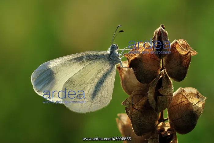  : Wood White