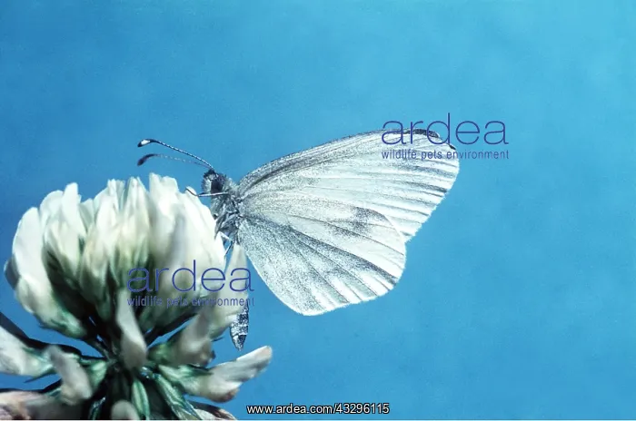 : WOOD WHITE BUTTERFLY : WOOD WHITE BUTTERFLY