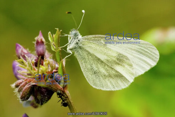 : Wood White Butterfly - spring generation, on bush vetch : Wood White Butterfly - spring generation, on bush vetch