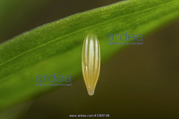 : Wood White (Leptidea sinapis) egg of butterfly : Wood White (Leptidea sinapis) egg of butterfly